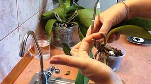 Спасаем орхидею дома - новые корни появятся при правильном уходе