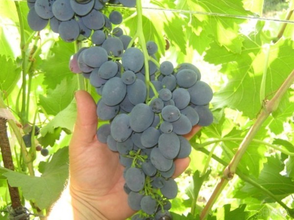 Кисть винограда сорта Кодрянка с признаками горошения