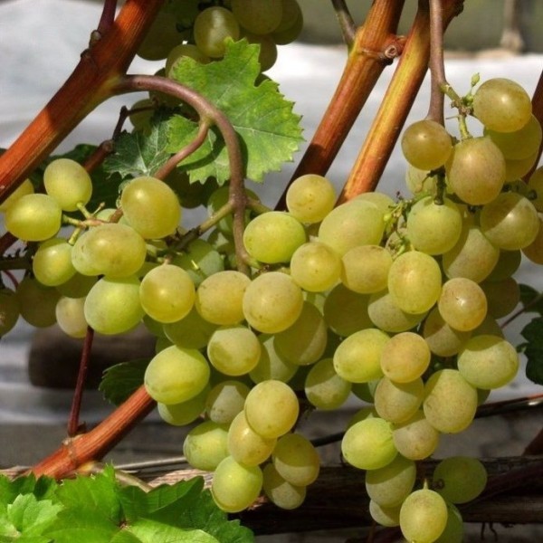 Спелые грозди винограда сорта Кристалл