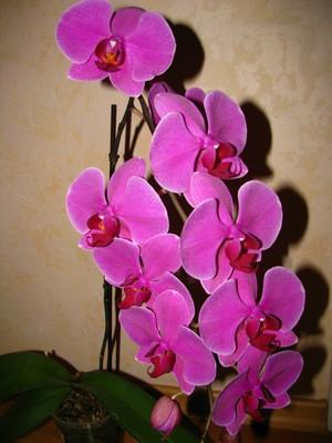 Цветок орхидеи фаленопсис - фото