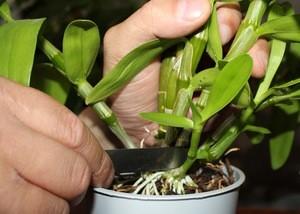 Описание способов размножения орхидей