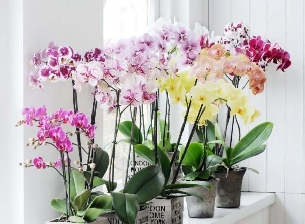 Идеальное место в квартире для цветения орхидеи0
