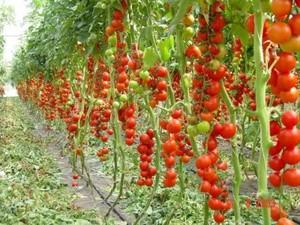 Плодородные сорта томатов