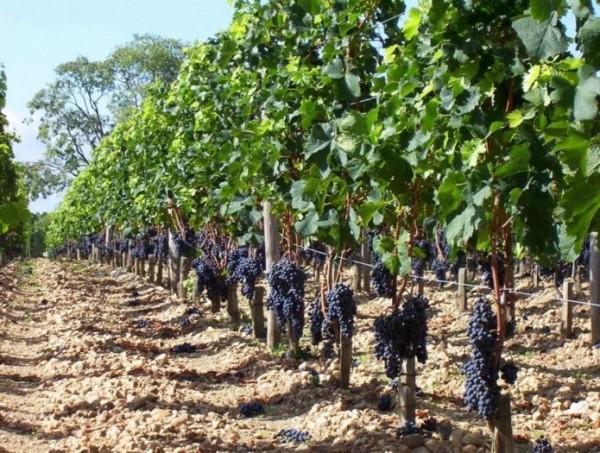 Кусты технического винограда