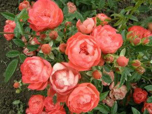 Красивый куст полиантовой розы.