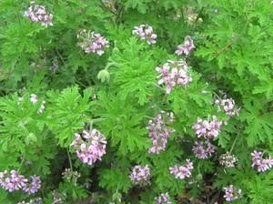 Пеларгония душистая - полезное растение для здоровья.