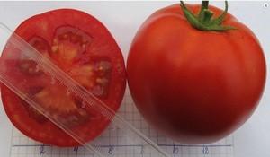 Как вырастить томаты своими руками