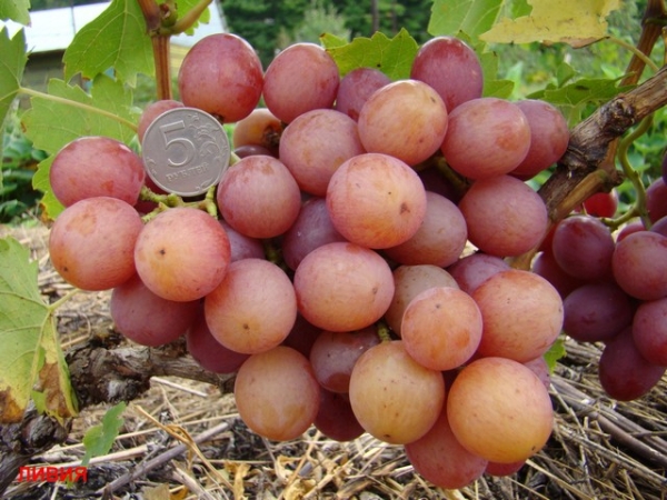 Гроздь винограда Ливия
