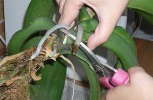 Способы размножения орхидеи