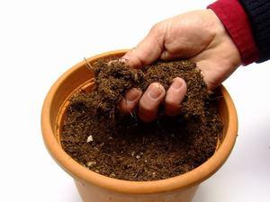 Описание способа подготовки почвы для посадки семян пеларгонии в домашних условиях