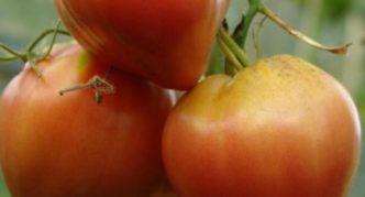 Сорт томата Бычье сердце персиковое