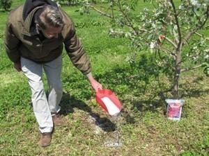 Средства для весеннего удобрения яблонь и способы