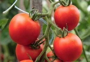 Преимущества и недостатки детерминантных сортов помидор
