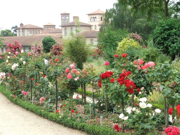 Роза для садов и парков