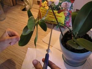 Описание способов размножения орхидей в домашних условиях