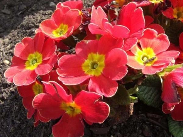 Primula sinensis - яркие красивые цветы