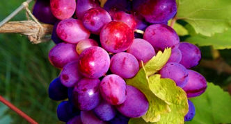 Сорт винограда Кубатик