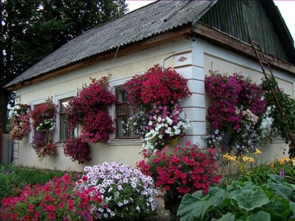 Дом и участок могут быть украшены цветами петунии