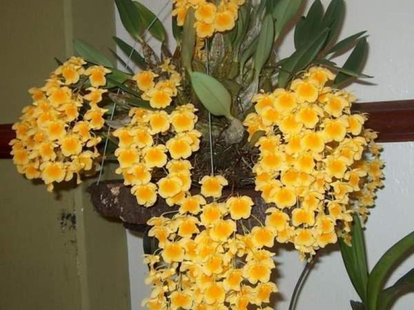 Период цветения орхидеи