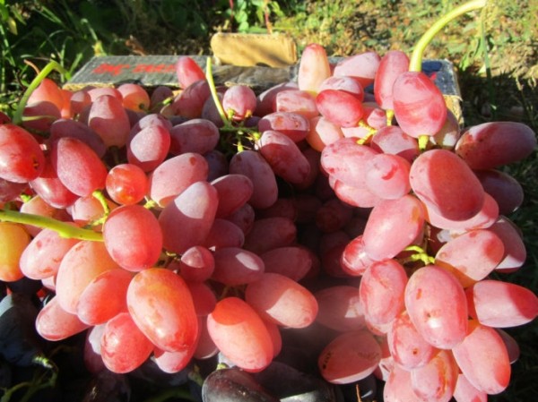 Грозди винограда Гелиос