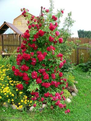 Как посадить плетистые розы