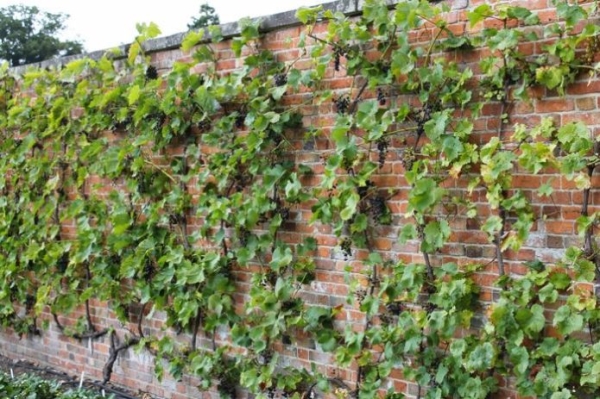 Виноградник у стены