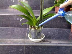 Полив орхидеи в домашних условиях - важные особенности.