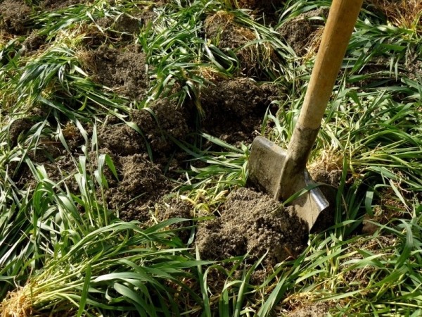 Как уменьшить кислотность почвы и сделать ее плодороднее4