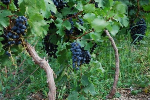 Урожайность винограда Фурор