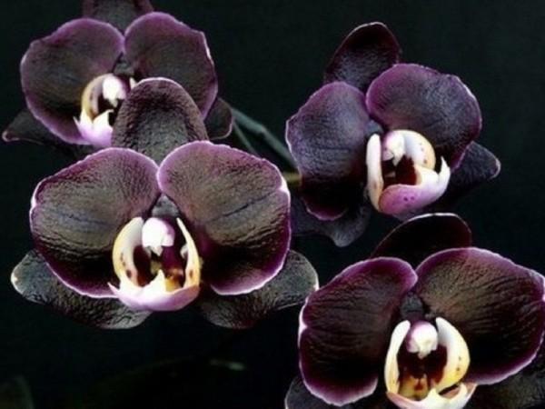 Цветущая черная орхидея