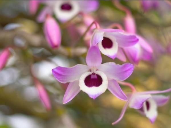 Как купить орхидею