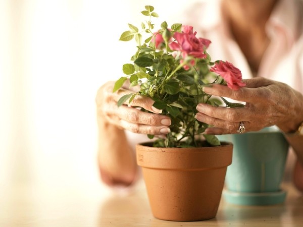 Советы опытных цветоводов, как правильно ухаживать за розами в домашних условиях