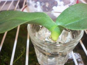 Ростки орхидеи Фаленопсис в стакане с водой