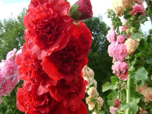 Цветок Шток розы очень пышен и ярок.