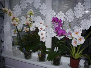 Правильный уход за домашней орхидеей