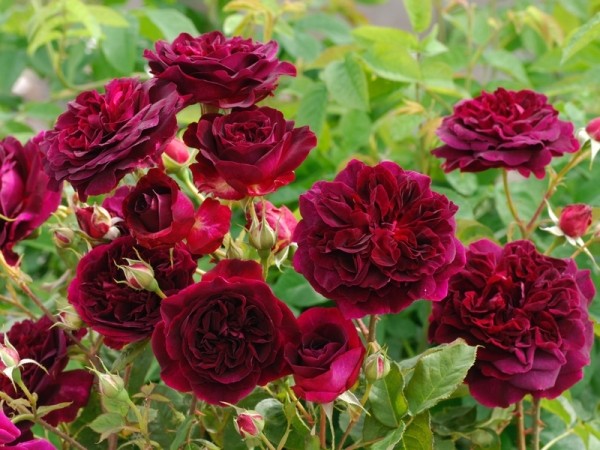 Плетистые и вьющиеся розы