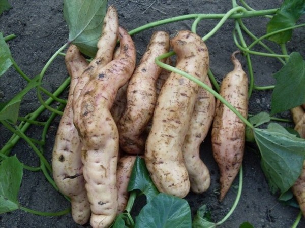 Размножение картофеля батата