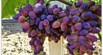 Сорт винограда Загадка