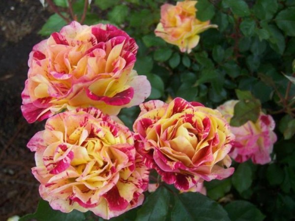 Условия для выращивания роз