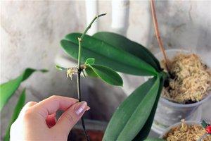 Как не повредить корни орхидеи